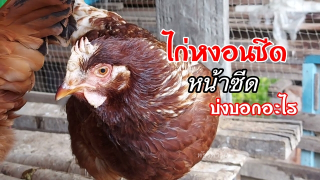 ไก่หงอนซีดหน้าซีด เกิดจากอะไร